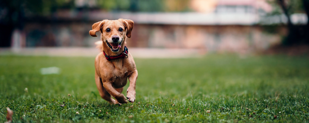 Kleiner brauner Hund läuft über Wiese