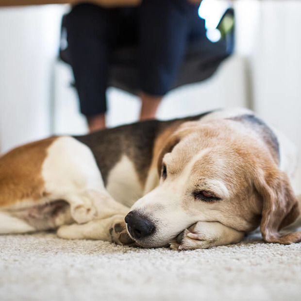 Hund liegt unter Tisch