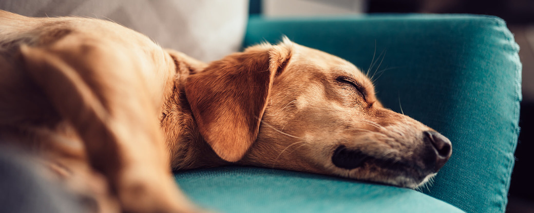 Hund schläft auf Sofa