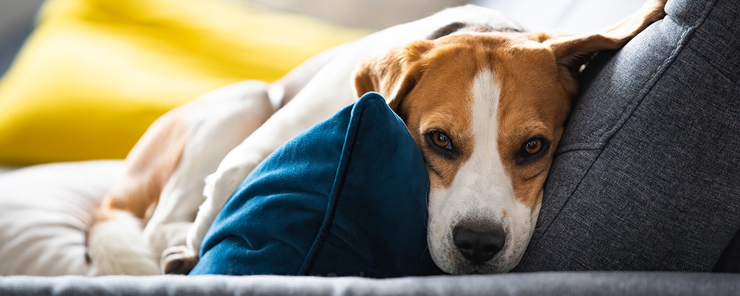 Beagle liegt auf Sofa