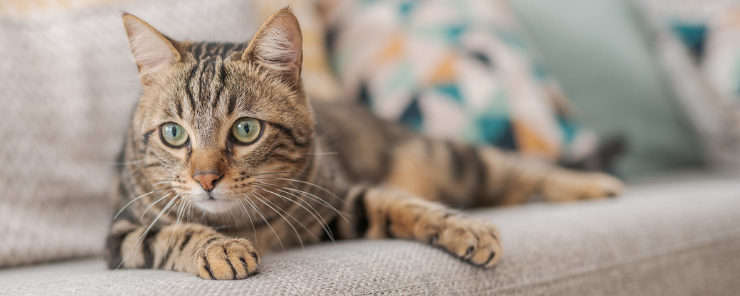 Katze liegt auf Sofa